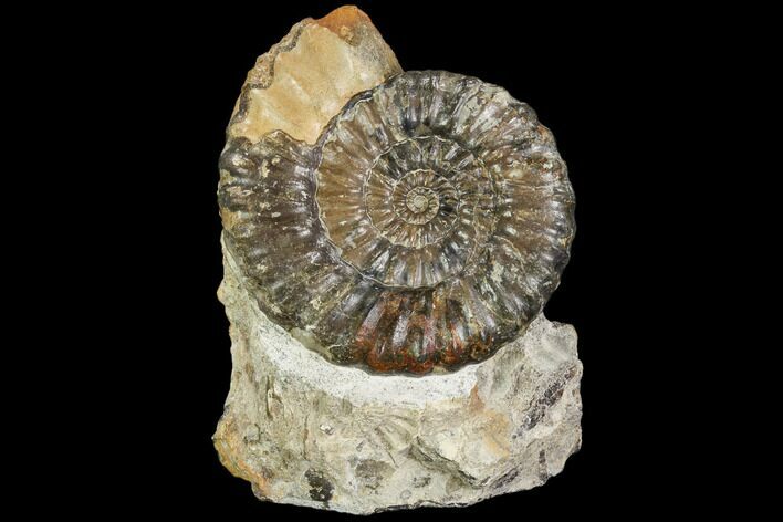 Androgynoceras Ammonite - Germany #108786